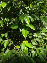 35 3 Maillardia borbonica Bois de maman Moracee DSC09156