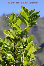 Bois de cabri blanc- Antidesma madagascariense- Phyllantacée - I