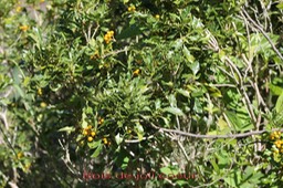 Bois de joli coeur - Pittosporum senacia - Pittosporacée - I