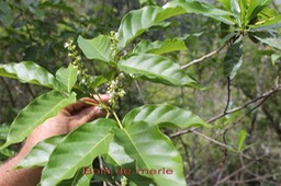 Bois de merle - Allophylus borbonicus - Sapindacée - Masc