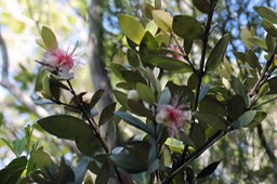 Bois de nèfles à petites feuilles- Eugenia buxifolia - Myrtacée - B
