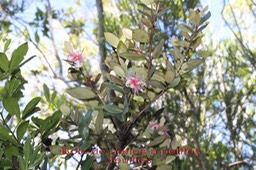 Bois de nèfles à petites feuilles - Eugenia buxifolia  - Myrtacée - B