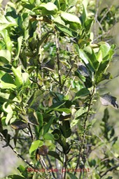 Bois de piment ou Bois de rat - Geniostoma borbonicum - Loganiacée - Masc
