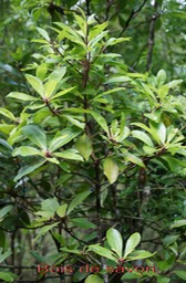 Bois de savon - Badula barthesia - Primulacée - B