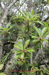 Bois de savon - Badula barthesia - Primulacée - B