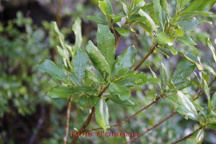 Bois d'oiseau - Claoxylon parviflorum - Euphorbiacée - B