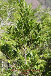 Bois d'olive gros peau- Pleurostylia pachyphloea - Célastracée - B
