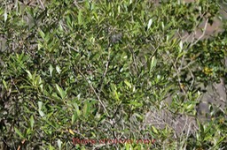 Bois d'olive noir - Olea europaea- Oleacée - I
