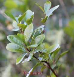 Bois Quivi à petites feuilles ou Ti-Quivi- Turraea casimiriana - Méliacée - BM
