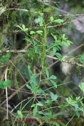 Liane patte poule - Toddalia asiatica - Rutacée - I