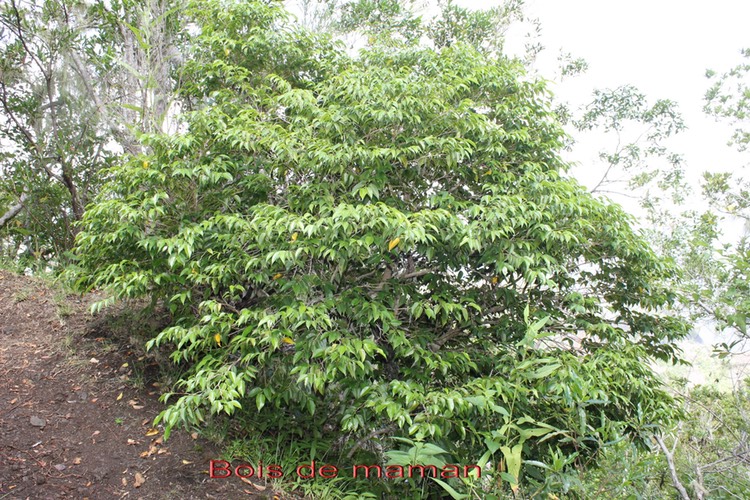 Maillardia borbonica- Moracée - B