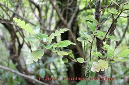 Turraea casimiriana- Feuilles juvéniles