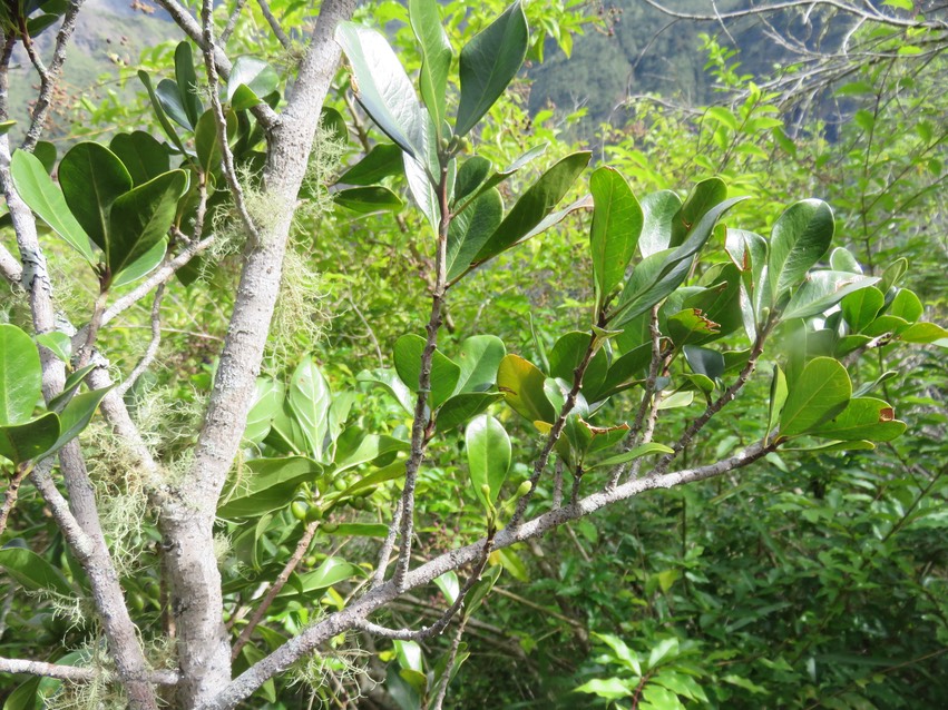 10 Fruits de ??? Turraea thouarsiana - Bois de quivi - Meliaceae - endémique B M