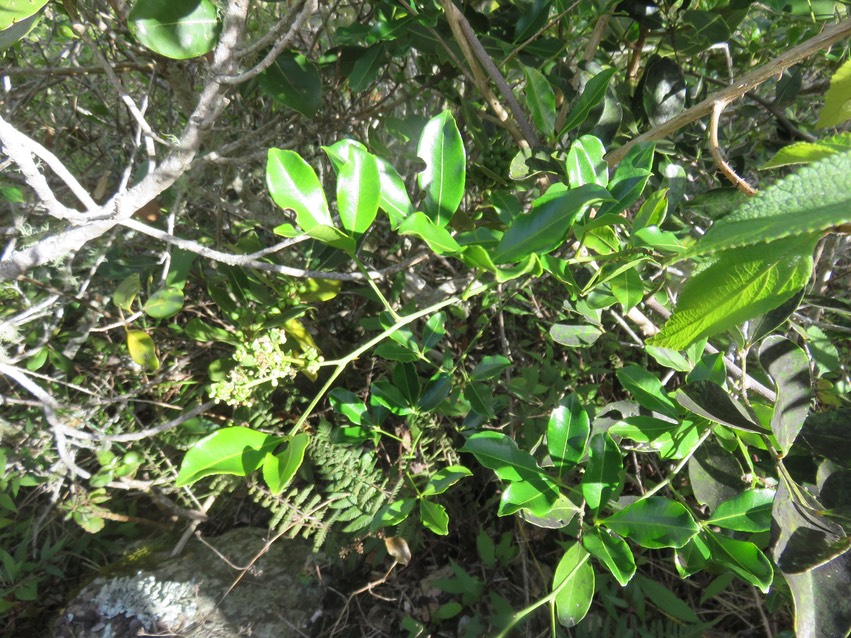 11 Fleurs de Toddalia asiatica - Liane patte poule - Rutacée
