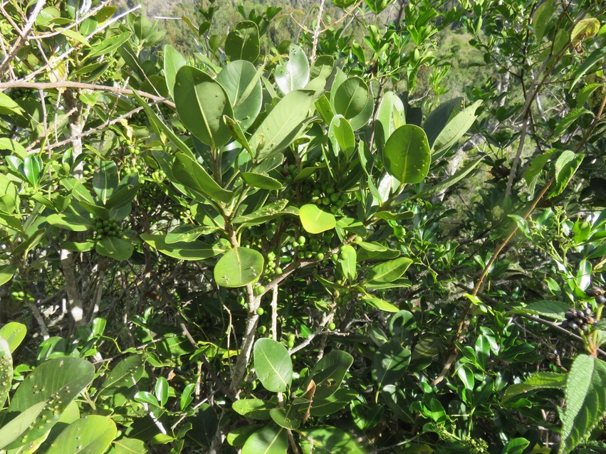 12 Fruits de Sideroxylon borbonicum - Bois de fer batard/Natte coudine/… - SAPOTACEAE - Endémique Réunion