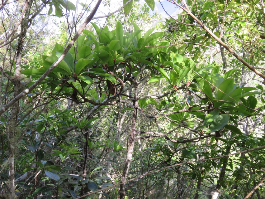 13 Badula barthesia  - Bois de savon  - Primulaceae - B