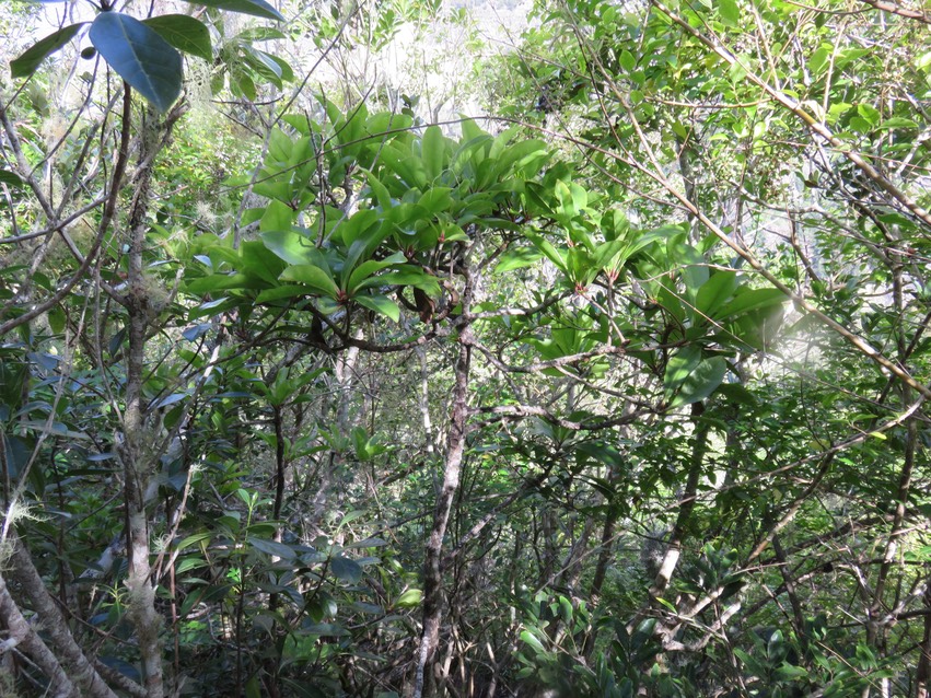 14 Badula barthesia  - Bois de savon  - Primulaceae - B