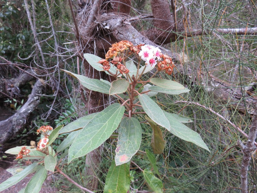 20 Fleurs de Dombeya punctata - Mahot à petites feuilles - Malvaceae - endémique de la Réunion
