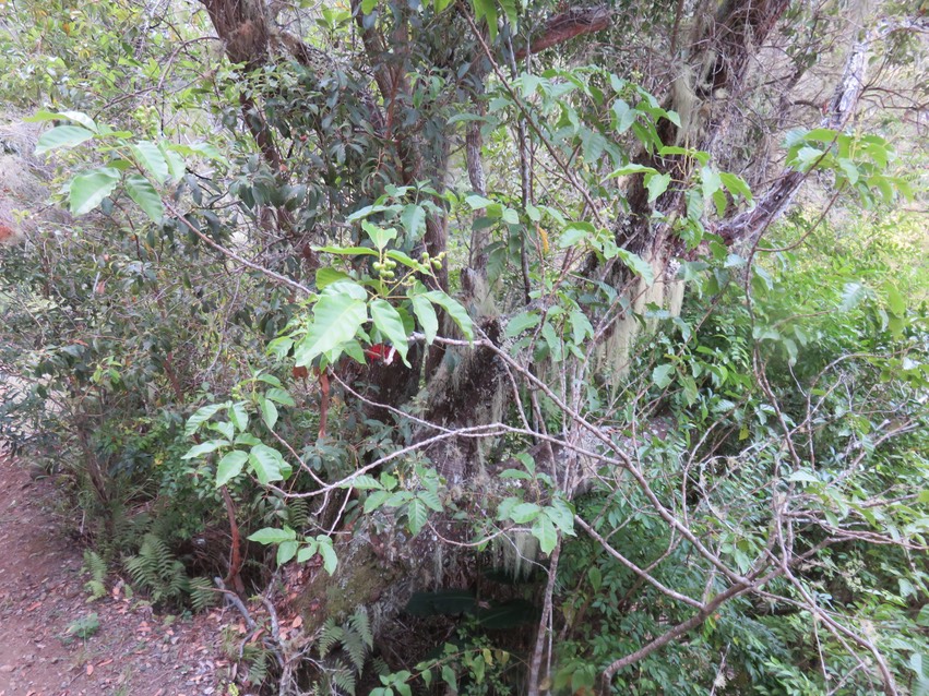 21 Allophylus borbonicus - Bois de merle  - Sapindaceae