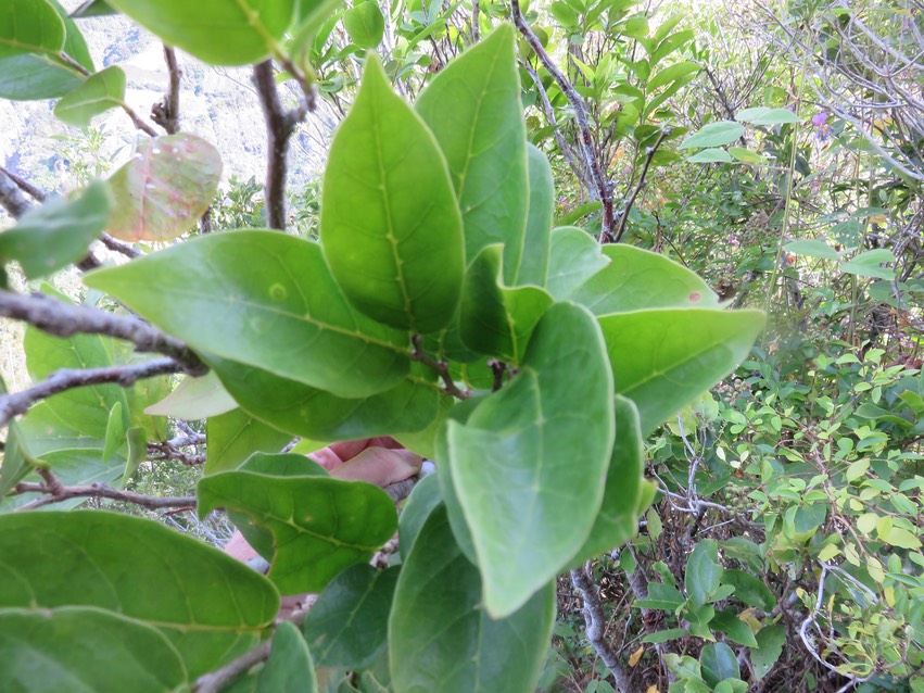4 Antidesma madagascariense - Bois de cabri (blanc) - Euphorbiaceae