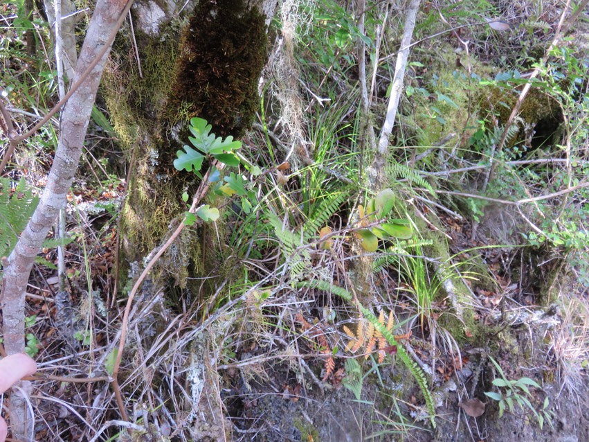 8 Turraea thouarsiana - Bois de quivi - Meliaceae - endémique B M