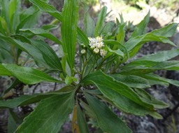 Bois collant - Psiadia dentata - ASTERACEAE - Endémique Réunion