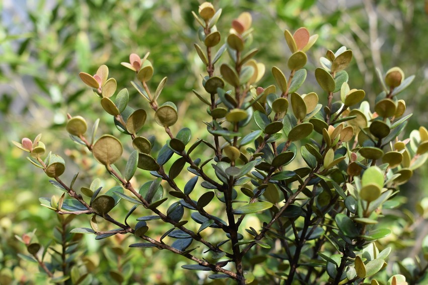 Bois de Nèfles petite feuille - Eugenia buxifolia - MYRTACEAE - Endémique Réunion