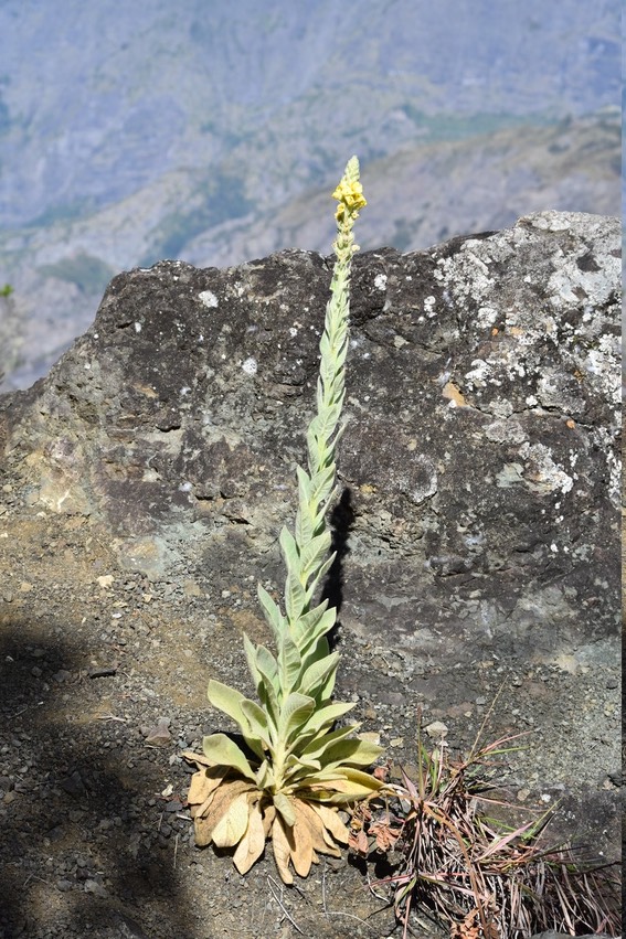 Bouillon blanc - Verbascum thapsus - SCROPHULARIACEAE - EE
