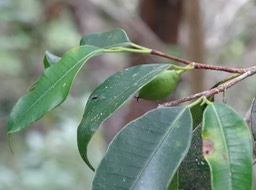 Fruit Bois de maman - Maillardia borbonica - MORACEAE - Endémique Réunion
