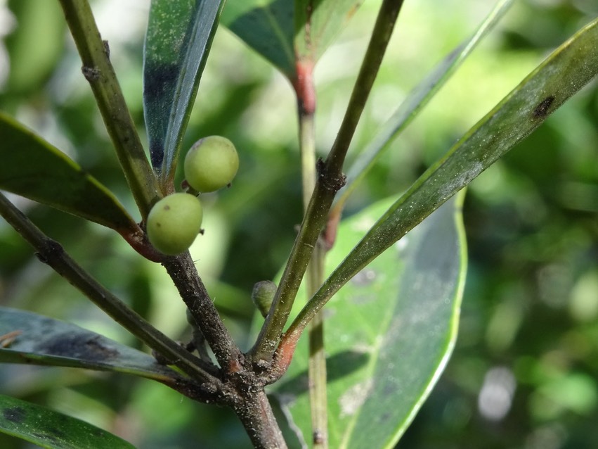 Fruits du Bois d'olive grosse peau - Pleurostylia pachyphloea - CELASTRACEAE - Endémique Réunion