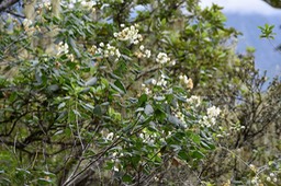 Mahot blanc - Dombeya elegans var. virescens - MALVACEAE - Endémique Réunion