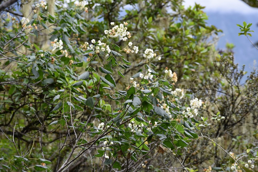 Mahot blanc - Dombeya elegans var. virescens - MALVACEAE - Endémique Réunion