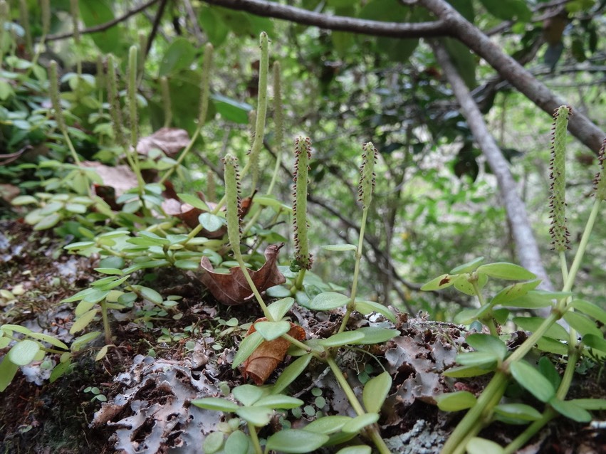 Pourpier marron - Peperomia tetraphylla - PIPERACEAE - Indigène Réunion 