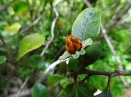 Fruit ouvert de Bois de quivi Turraea thouarsiana