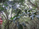 11.Grangeria borbonica - Bois de punaise ; Bois de balai ; Bois de buis marron - Chrysobalanaceae -Mascar. (B, M).