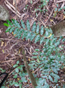 13. Juvénile Grangeria borbonica - Bois de punaise ; Bois de balai ; Bois de buis marron - Chrysobalanaceae -Mascar. (B, M).