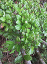 19. Myonima obovata - Bois de prune  ou Bois de prune rat - Rubiaceae