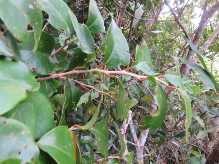 2. Securinega durissima - Bois dur/Corce rouge/Bois de pêche marron - Euphorbiacées > Phyllanthaceae- Indigène à La Réunion