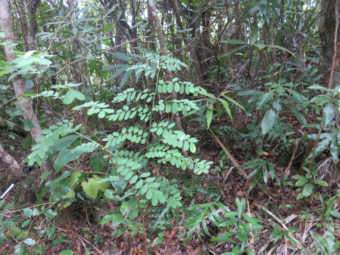 20. Breynia retusa - Mourongue marron / Bois (de) corbeau - Phyllanthaceae - sud de l’Inde