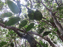 24. Maillardia borbonica - Bois de sagaie ou  Bois de maman - MORAC.  endémique