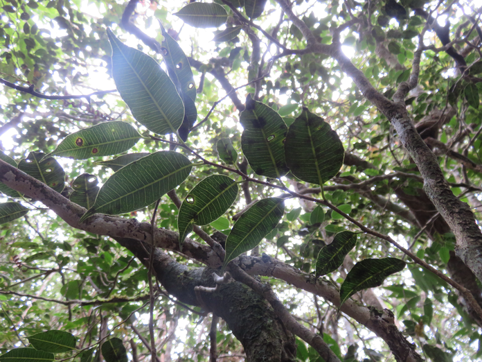 25. Maillardia borbonica - Bois de sagaie ou  Bois de maman - MORAC.  endémique