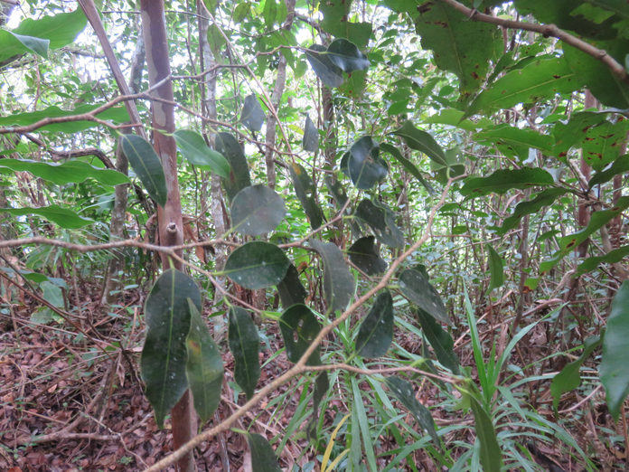 28. Maillardia borbonica - Bois de sagaie ou  Bois de maman - MORAC.  endémique
