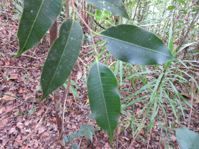 29. Maillardia borbonica - Bois de sagaie ou  Bois de maman - MORAC.  endémique
