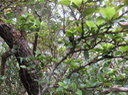 36. Myonima obovata - Bois de prune  ou Bois de prune rat - Rubiaceae