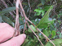 4. Pétiole Securinega durissima - Bois dur/Corce rouge/Bois de pêche marron - Euphorbiacées > Phyllanthaceae- Indigène à La Réunion