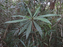 45. Hugonia serrata  - Liane de clé - Linaceae - rare, endémique de la Réunion et de Maurice