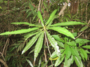 46. Hugonia serrata  - Liane de clé - Linaceae - rare, endémique de la Réunion et de Maurice