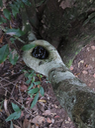 47. Vue plongeante sur bassin de Homalium paniculatum - Corce blanc - Salicacée - endémique