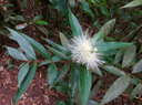 49. Fleur de Syzygium jambos- Jambrosade, Jamerosa, Jamrosa, Jamrose - Myrtaceae