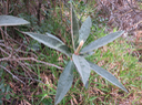 6. Dombeya punctata - Mahot à petites feuilles - Malvaceae - endémique de la Réunion  (ou ficulnea les deux sont synonymes selon le CIRAD)